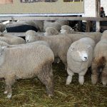 Pasco: Productores mejoran calidad genética de carne y lana de ovino