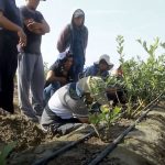 Ancash: Productores de Lacramarca incrementan producción de arándanos