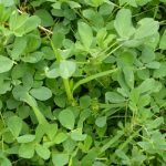 ¿Por qué muchas plantas son verdes?