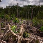 El Perú ocupa el quinto lugar en la deforestación de bosques primarios