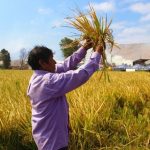 Industria del arroz golpeada por el COVID-19 y el Cambio Climático