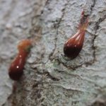 25% de los medicamentos modernos provienen de los bosques tropicales