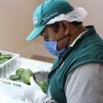 Moquegua prosigue exportación de palta al mercado chileno