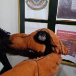 Cajamarca: Rescatan a mono ofertado en redes sociales