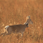 Cuarentena por COVID-19 y sus efectos en la fauna mundial