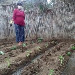 Ancash: Implementan biohuertos familiares en “Puerto Huarmey” y “Nueve de Octubre”