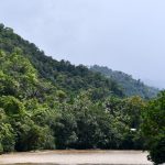 Analizan impacto de reactivación económica sobre bosques tropicales