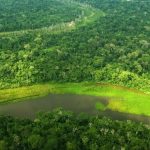 Deforestación en Amazonía peruana se redujo en más de 28 % durante cuarentena