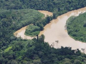 amazonia Según DEVIDA, en los cinco últimos años la producción de coca ilegal habría destruido 2,500 Km² de selva tropical
