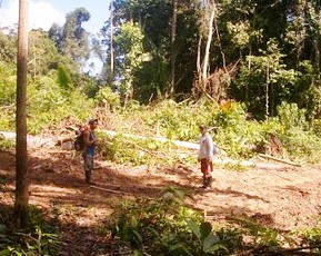 bosques-barranquita