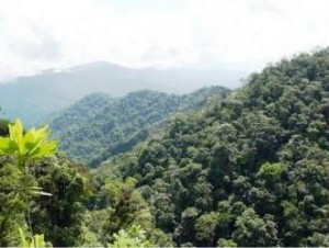 bosques-forestales Se busca un aprovechamiento sostenible de los Bosques Tropicales en el VRAE