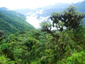 En agosto vence plazo para que Perú de cuenta de compromisos adquiridos en adenda Forestal de TLC con EEUU