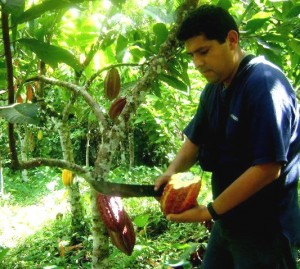 En el VRAE se produce un cacao orgánico de excelente calidad