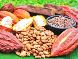 cacao-vrae