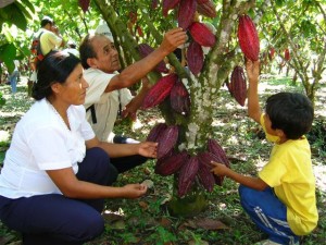 Productores de cacao han llegado a cosechar 3000 kilos de este grano al año.