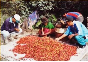 cafe-tunki-puno cafe-tunki-puno