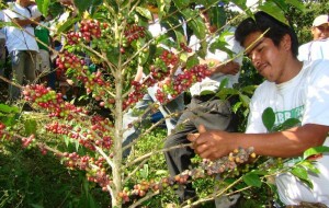 cafetaleros1 cafetaleros1