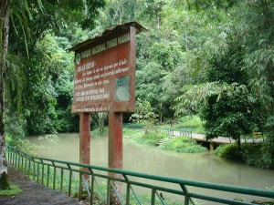 En Parque Nacional de Tingo María se detectaron algunos cultivos de coca