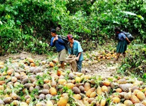 pinas Se efectuó el lanzamiento del proyecto de 200 hectáreas de piña cayena lisa en el valle de Aguaytía