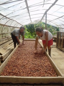 preparando-el-cacao Tocache produce hoy el mejor cacao del mundo