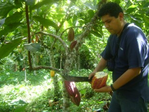 productores-cacao