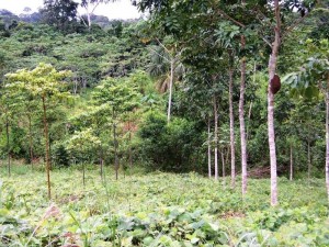 Plan de Impacto Rápido invierte más de 7 millones de soles en Huánuco y Ucayali