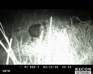 Logran fotografiar a Tapir de altura en Santuario Nacional Tabaconas Namballe